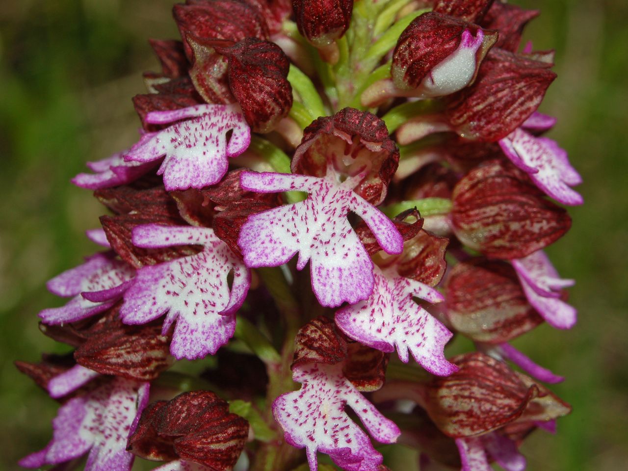 Orchis purpurea e O. morio